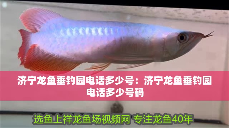 濟寧龍魚垂釣園電話多少號：濟寧龍魚垂釣園電話多少號碼 濟寧龍魚垂釣園電話多少號：濟寧龍魚垂釣園電話多少號碼 水族問答