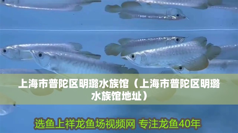 上海市普陀區明璐水族館（上海市普陀區明璐水族館地址）