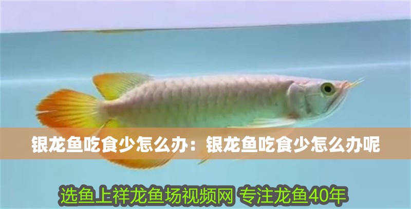 銀龍魚吃食少怎么辦：銀龍魚吃食少怎么辦呢