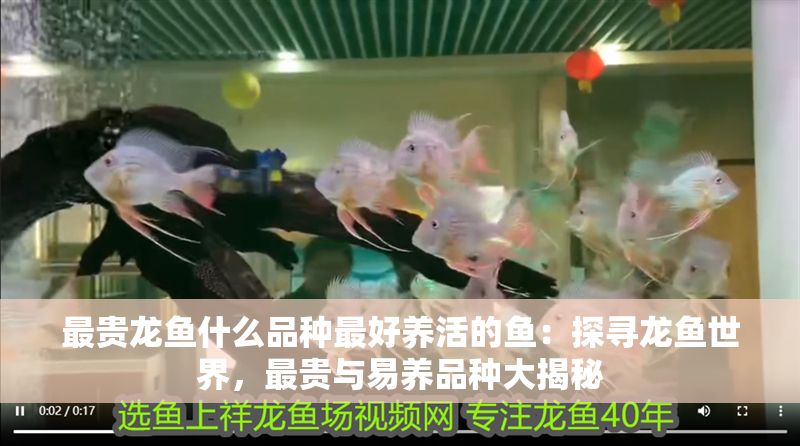 最貴龍魚什么品種最好養活的魚：探尋龍魚世界，最貴與易養品種大揭秘
