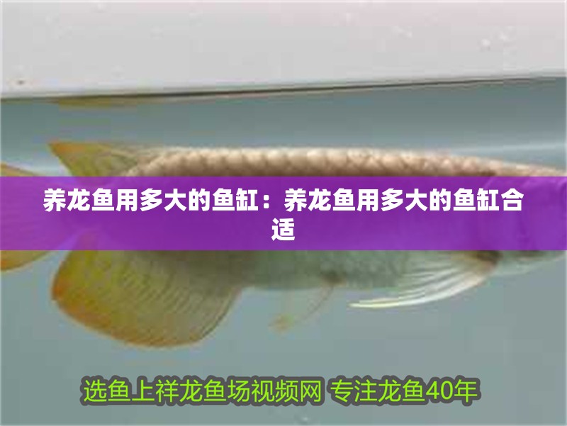 養龍魚用多大的魚缸：養龍魚用多大的魚缸合適