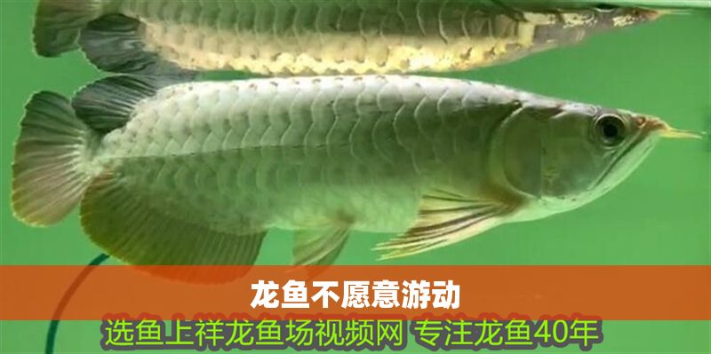 龍魚(yú)不愿意游動(dòng)