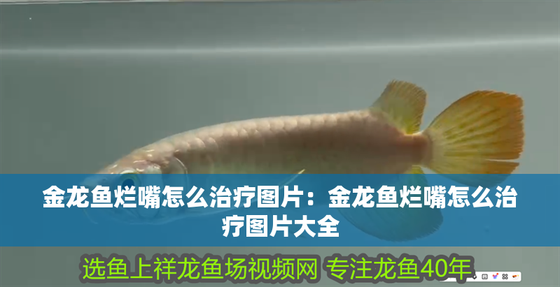 金龍魚(yú)爛嘴怎么治療圖片：金龍魚(yú)爛嘴怎么治療圖片大全