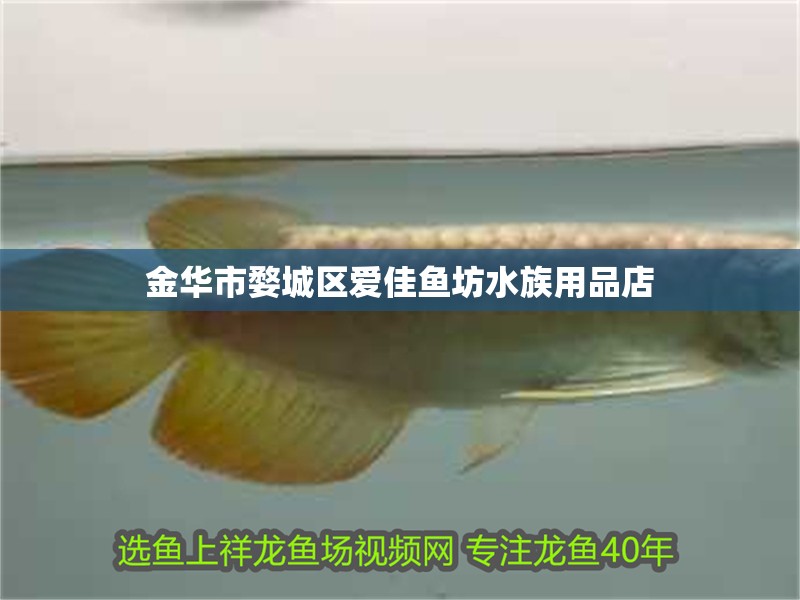 金華市婺城區(qū)愛佳魚坊水族用品店