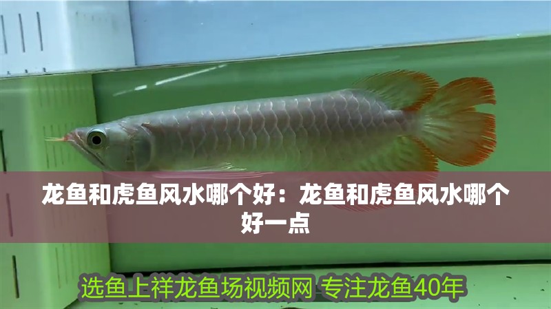 龍魚和虎魚風水哪個好：龍魚和虎魚風水哪個好一點 龍魚和虎魚風水哪個好：龍魚和虎魚風水哪個好一點 水族問答