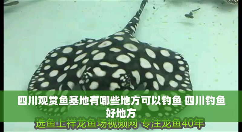 四川觀賞魚基地有哪些地方可以釣魚 四川釣魚好地方 虎魚百科 第1張 四川觀賞魚基地有哪些地方可以釣魚 四川釣魚好地方 四川觀賞魚基地有哪些地方可以釣魚 四川釣魚好地方 虎魚百科 第1張