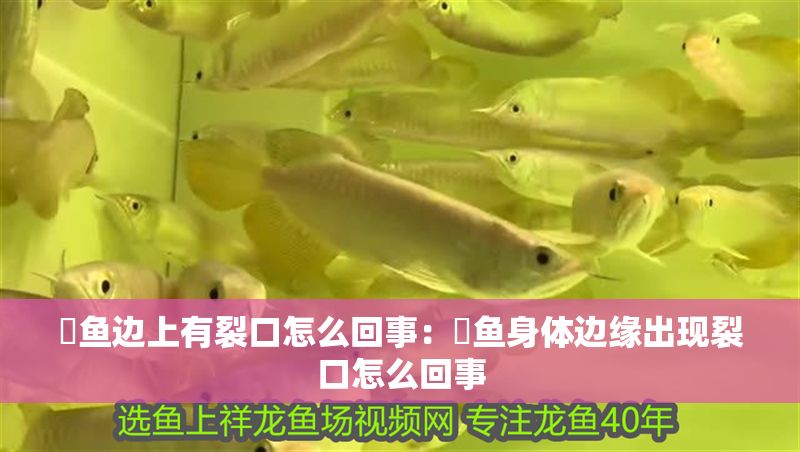 魟魚邊上有裂口怎么回事：魟魚身體邊緣出現(xiàn)裂口怎么回事