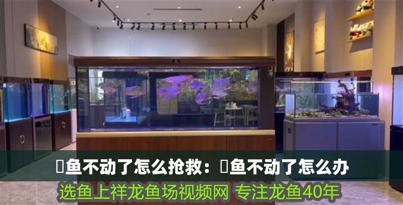 魟魚不動了怎么搶救:魟魚不動了怎么辦 魟魚百科 第2張 魟魚不動了怎么搶救:魟魚不動了怎么辦 魟魚不動了怎么搶救:魟魚不動了怎么辦 魟魚百科 第2張