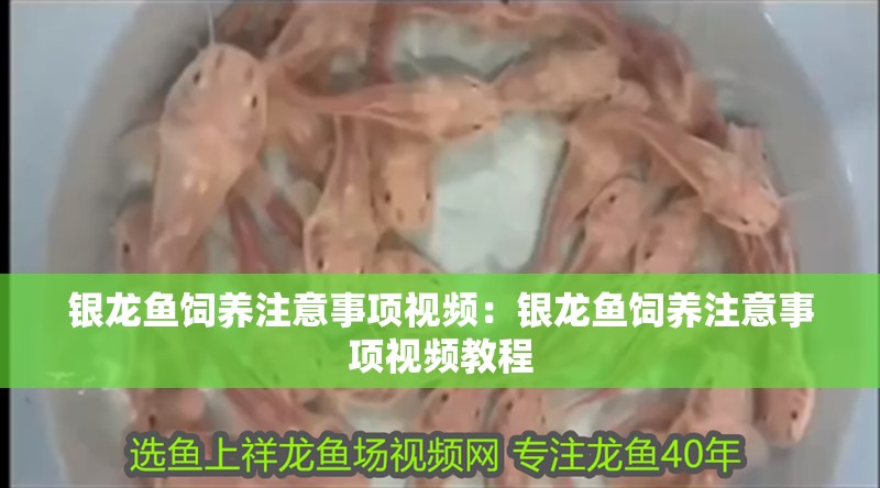 銀龍魚(yú)飼養(yǎng)注意事項(xiàng)視頻：銀龍魚(yú)飼養(yǎng)注意事項(xiàng)視頻教程