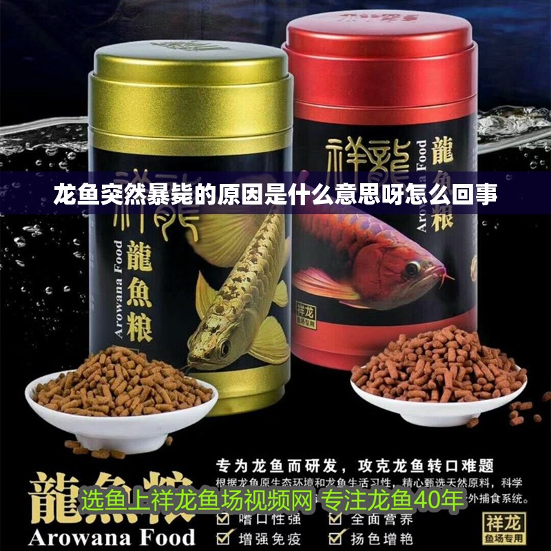 龍魚突然暴斃的原因是什么意思呀怎么回事