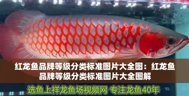 紅龍魚(yú)品牌等級(jí)分類(lèi)標(biāo)準(zhǔn)圖片大全圖：紅龍魚(yú)品牌等級(jí)分類(lèi)標(biāo)準(zhǔn)圖片大全圖解