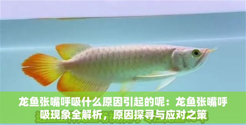 龍魚張嘴呼吸什么原因引起的呢：龍魚張嘴呼吸現象全解析，原因探尋與應對之策