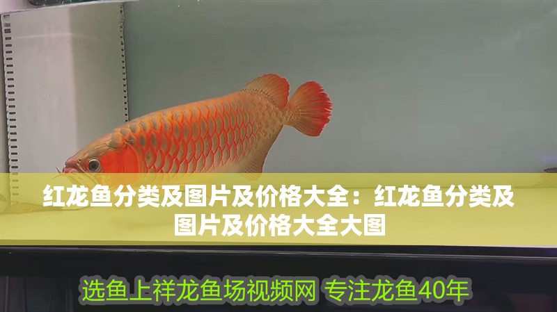 紅龍魚分類及圖片及價格大全：紅龍魚分類及圖片及價格大全大圖