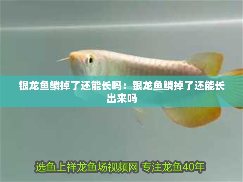 銀龍魚鱗掉了還能長嗎：銀龍魚鱗掉了還能長出來嗎