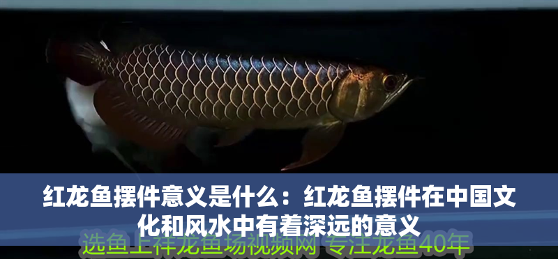 紅龍魚擺件意義是什么：紅龍魚擺件在中國文化和風水中有著深遠的意義