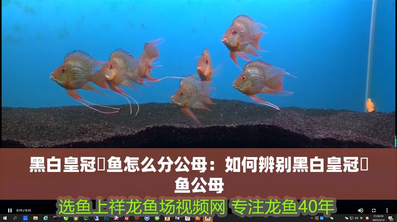 黑白皇冠魟魚怎么分公母：如何辨別黑白皇冠魟魚公母