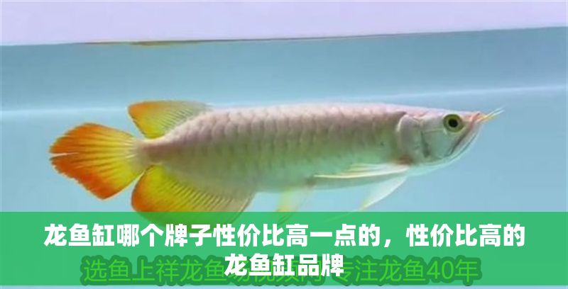 龍魚缸哪個牌子性價比高一點的，性價比高的龍魚缸品牌 龍魚缸哪個牌子性價比高一點的，性價比高的龍魚缸品牌 魚缸百科 第1張