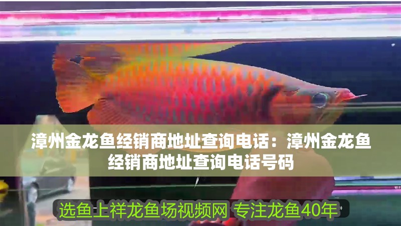 漳州金龍魚經銷商地址查詢電話：漳州金龍魚經銷商地址查詢電話號碼 漳州金龍魚經銷商地址查詢電話：漳州金龍魚經銷商地址查詢電話號碼 水族問答