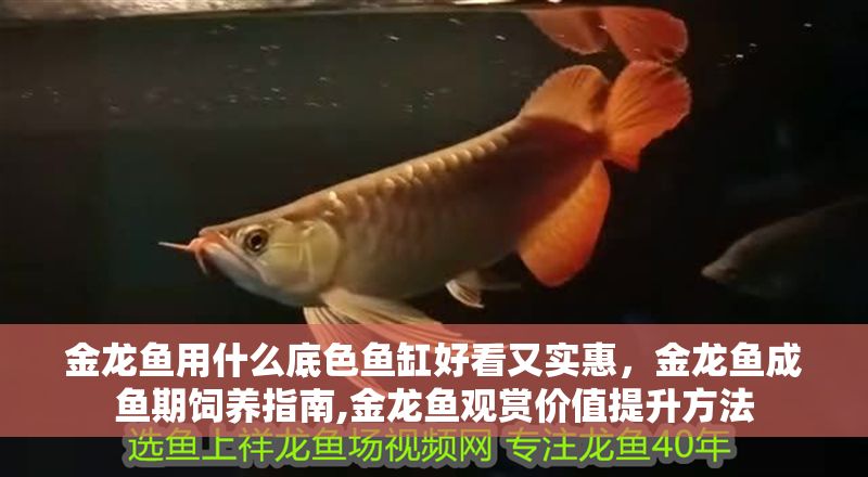 金龍魚用什么底色魚缸好看又實(shí)惠，金龍魚成魚期飼養(yǎng)指南,金龍魚觀賞價(jià)值提升方法