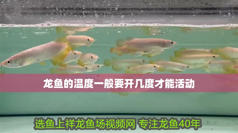龍魚的溫度一般要開幾度才能活動 龍魚的溫度一般要開幾度才能活動 龍魚百科 第2張