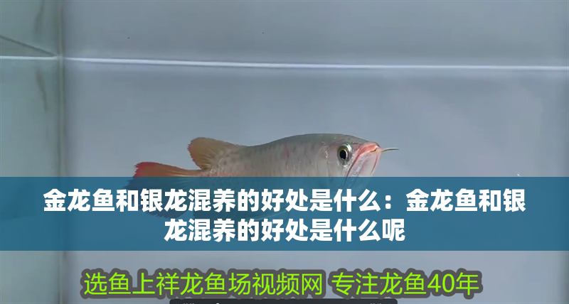 金龍魚和銀龍混養的好處是什么：金龍魚和銀龍混養的好處是什么呢