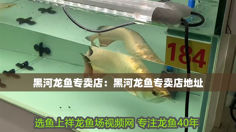 黑河龍魚(yú)專賣(mài)店：黑河龍魚(yú)專賣(mài)店地址 黑河龍魚(yú)專賣(mài)店：黑河龍魚(yú)專賣(mài)店地址 水族問(wèn)答