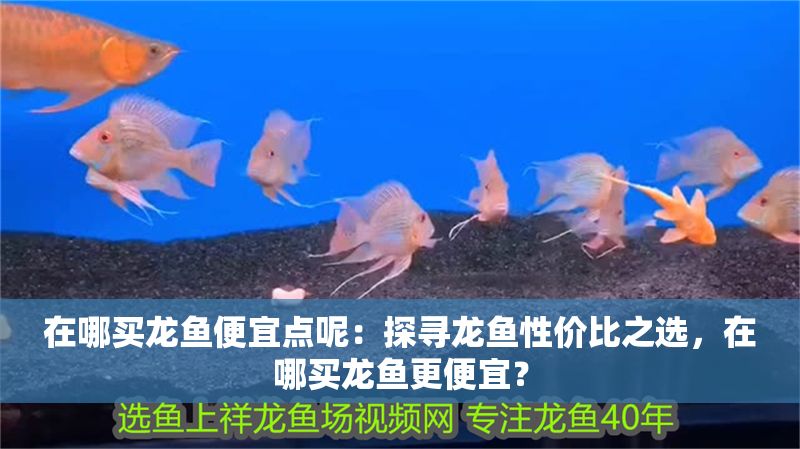 在哪買龍魚便宜點呢：探尋龍魚性價比之選，在哪買龍魚更便宜？