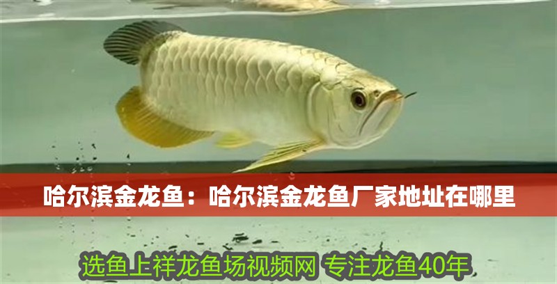 龍魚掉眼會影響壽命嗎為什么不能養