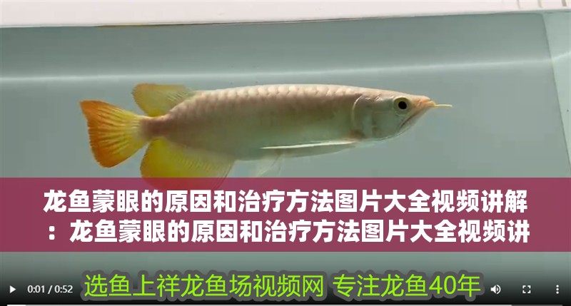 龍魚蒙眼的原因和治療方法圖片大全視頻講解：龍魚蒙眼的原因和治療方法圖片大全視頻講解 龍魚蒙眼的原因和治療方法圖片大全視頻講解：龍魚蒙眼的原因和治療方法圖片大全視頻講解 水族問答