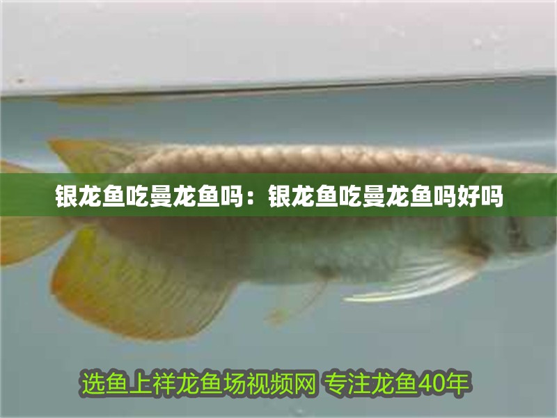 銀龍魚吃曼龍魚嗎：銀龍魚吃曼龍魚嗎好嗎