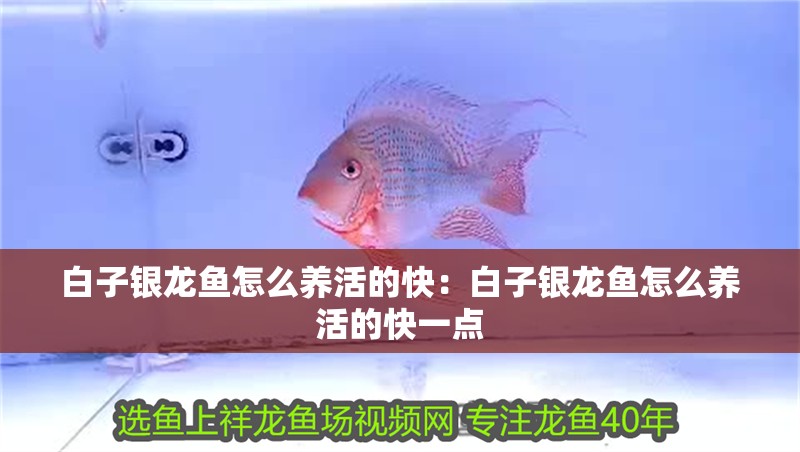 白子銀龍魚怎么養活的快：白子銀龍魚怎么養活的快一點
