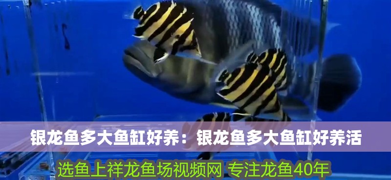 銀龍魚多大魚缸好養：銀龍魚多大魚缸好養活