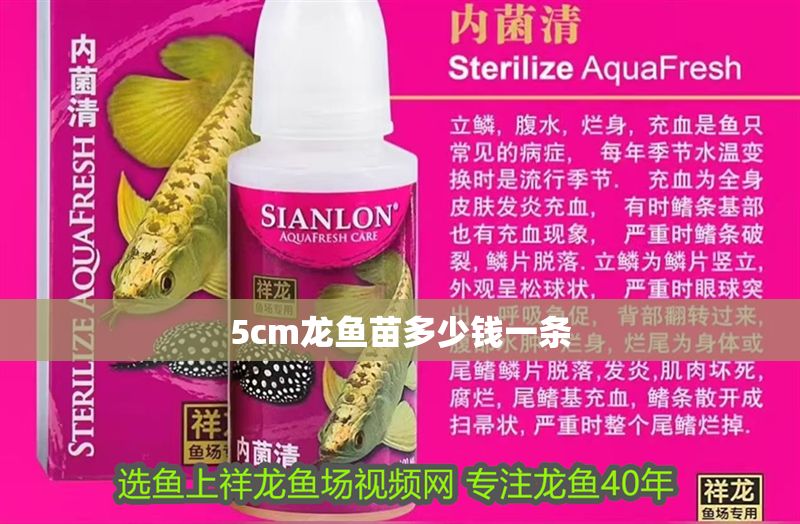 5cm龍魚苗多少錢一條