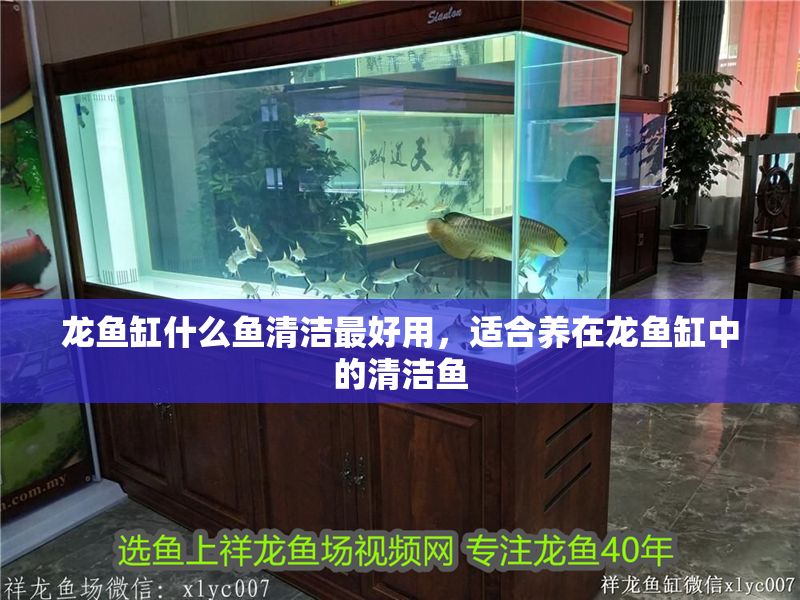 龍魚缸什么魚清潔最好用，適合養在龍魚缸中的清潔魚