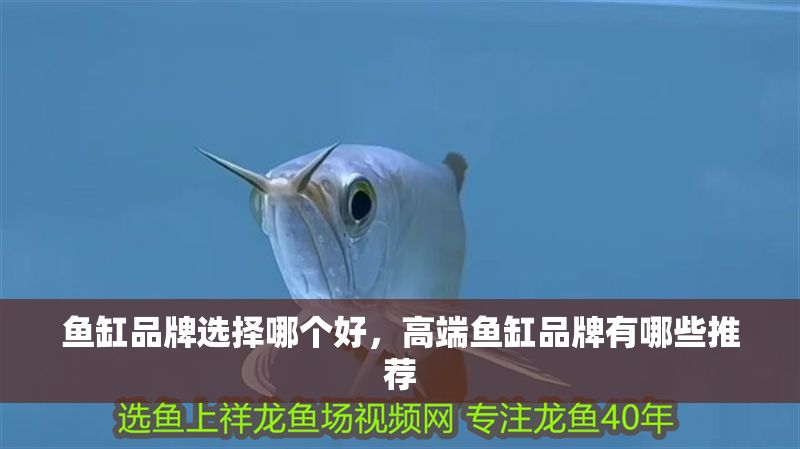 魚缸品牌選擇哪個好，高端魚缸品牌有哪些推薦
