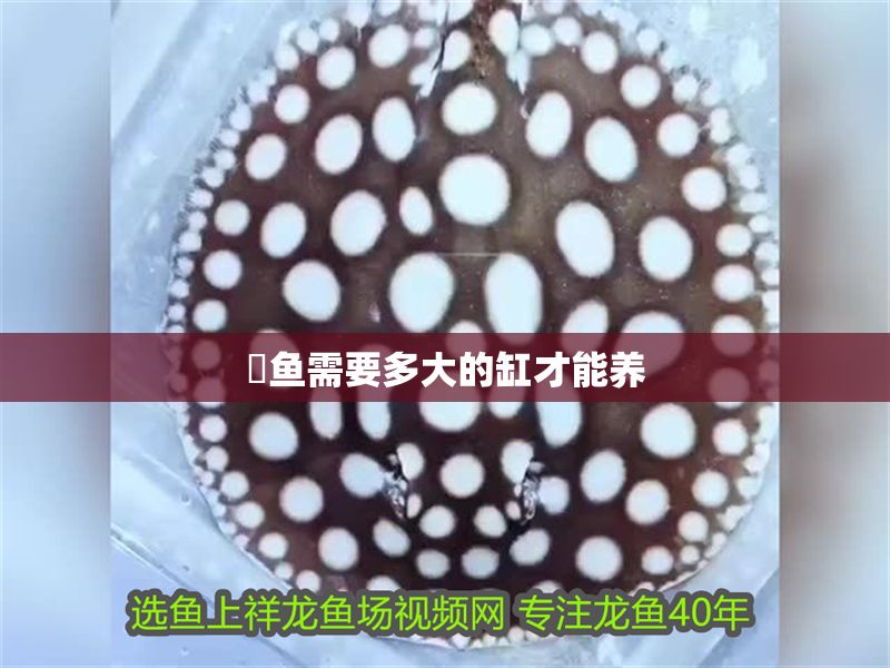 魟魚需要多大的缸才能養