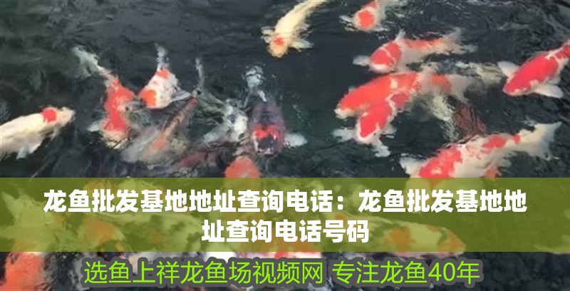 龍魚批發基地地址查詢電話：龍魚批發基地地址查詢電話號碼 龍魚批發基地地址查詢電話：龍魚批發基地地址查詢電話號碼 水族問答