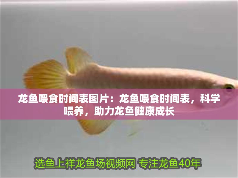 龍魚喂食時間表圖片：龍魚喂食時間表，科學喂養，助力龍魚健康成長