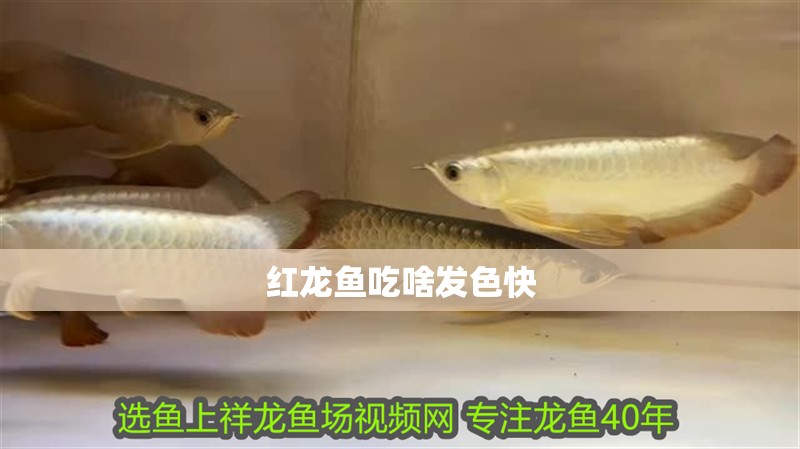 紅龍魚吃啥發色快