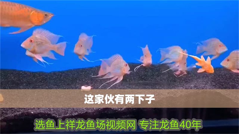 這家伙有兩下子 這家伙有兩下子 魟魚百科 第2張