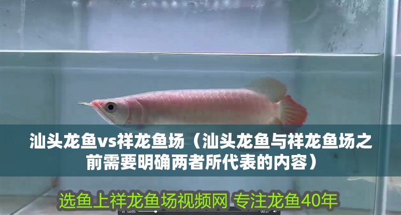 汕頭龍魚vs祥龍魚場（汕頭龍魚與祥龍魚場之前需要明確兩者所代表的內容）