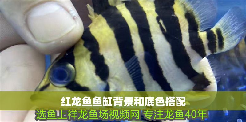 紅龍魚魚缸背景和底色搭配 紅龍魚魚缸背景和底色搭配 龍魚百科 第1張