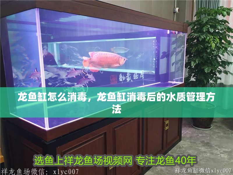 龍魚缸怎么消毒，龍魚缸消毒后的水質管理方法