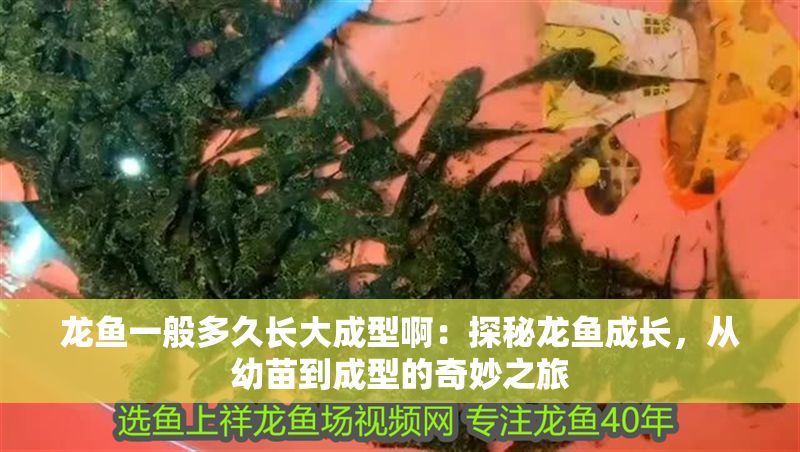 龍魚一般多久長大成型啊：探秘龍魚成長，從幼苗到成型的奇妙之旅
