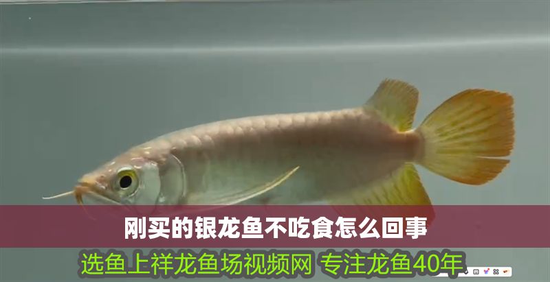 剛買的銀龍魚不吃食怎么回事 剛買的銀龍魚不吃食怎么回事 龍魚百科 第1張