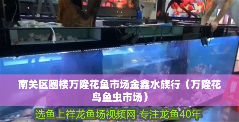 南關區圈樓萬隆花魚市場金鑫水族行（萬隆花鳥魚蟲市場） 南關區圈樓萬隆花魚市場金鑫水族行（萬隆花鳥魚蟲市場） 全國水族館企業名錄 第2張