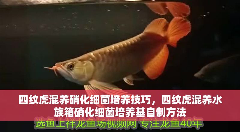 四紋虎混養(yǎng)硝化細(xì)菌培養(yǎng)技巧，四紋虎混養(yǎng)水族箱硝化細(xì)菌培養(yǎng)基自制方法 四紋虎混養(yǎng)硝化細(xì)菌培養(yǎng)技巧，四紋虎混養(yǎng)水族箱硝化細(xì)菌培養(yǎng)基自制方法 虎魚百科 第2張