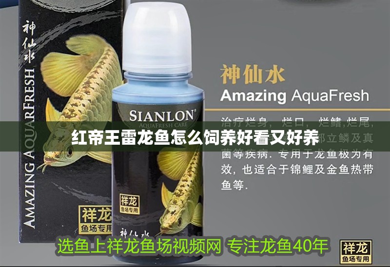 紅帝王雷龍魚怎么飼養(yǎng)好看又好養(yǎng)