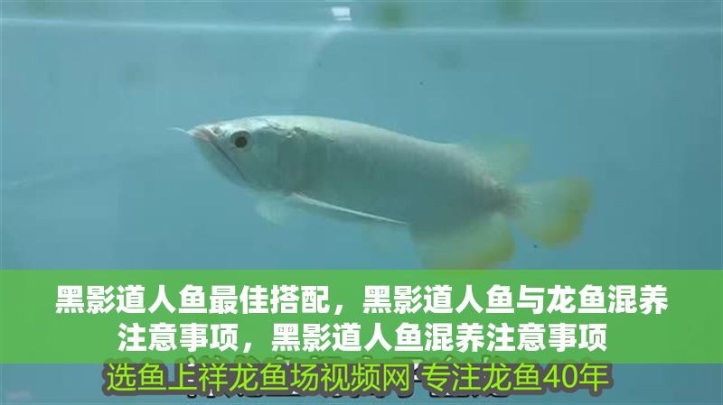黑影道人魚最佳搭配，黑影道人魚與龍魚混養注意事項，黑影道人魚混養注意事項