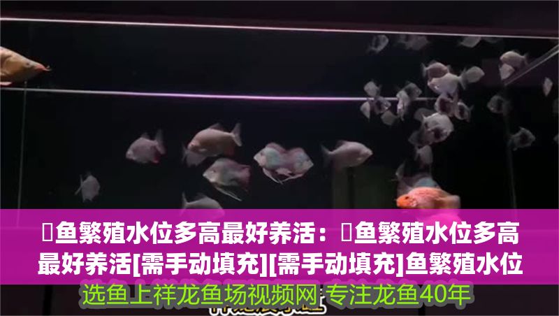 魟魚繁殖水位多高最好養活：魟魚繁殖水位多高最好養活[需手動填充][需手動填充]魚繁殖水位多高最好養活 魟魚繁殖水位多高最好養活：魟魚繁殖水位多高最好養活[需手動填充][需手動填充]魚繁殖水位多高最好養活 魟魚百科 第2張